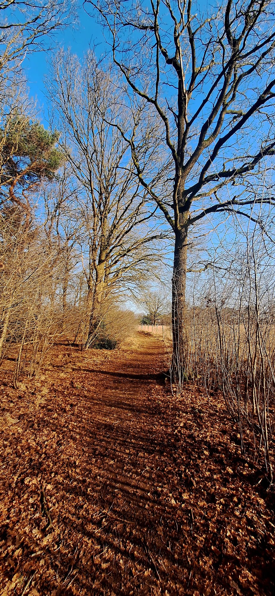 Smal bospad met kale bomen en gevallen bladeren onder een blauwe lucht op de Veluwe