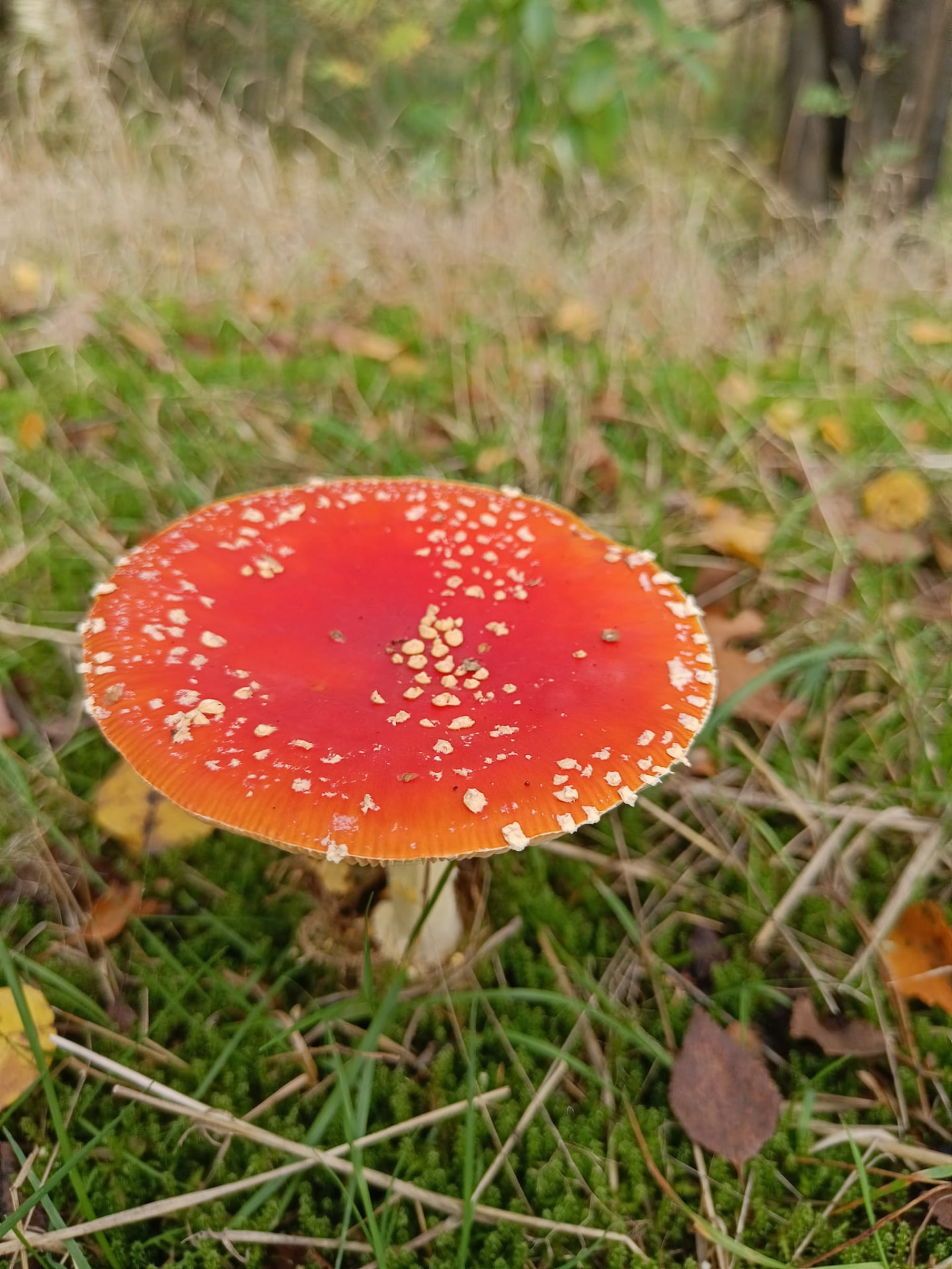 Rode vliegenzwam met witte stippen in het gras tussen herfstbladeren