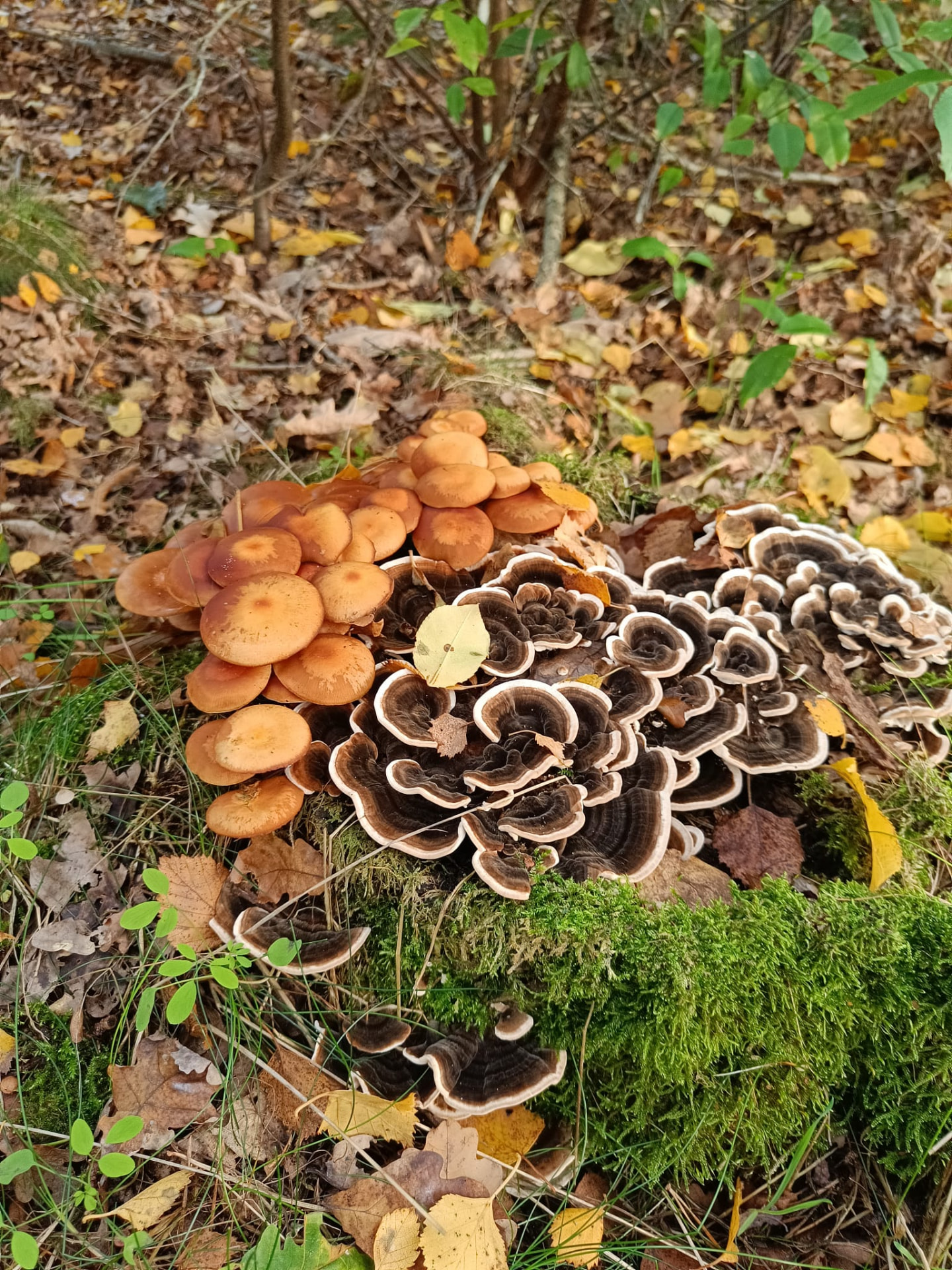 Oranje paddenstoelen en elfenbankjes op een bemoste boomstronk tussen herfstbladeren