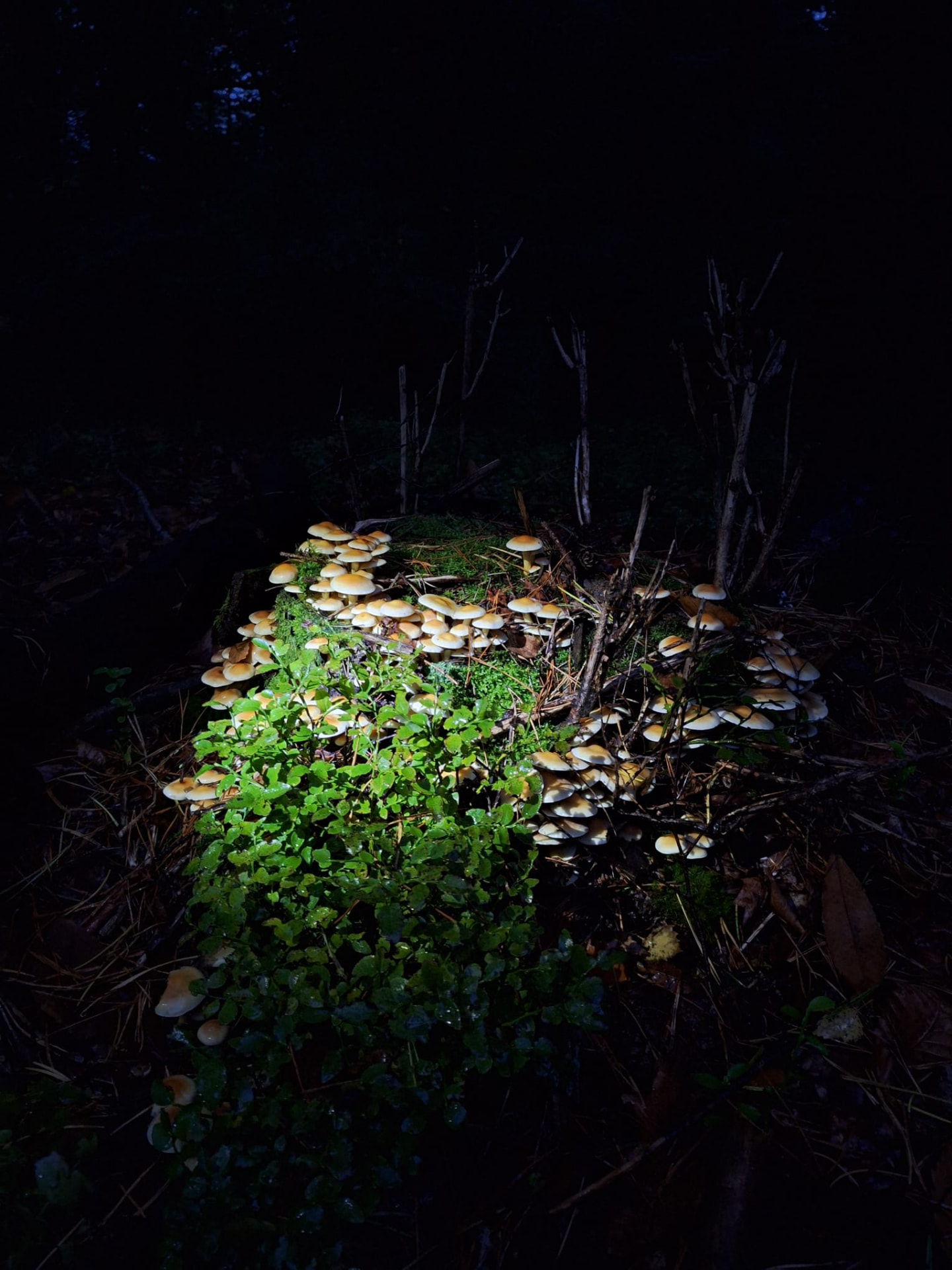 Groep kleine paddenstoelen op een bemoste boomstronk met bosbessenstruikjes in het donker
