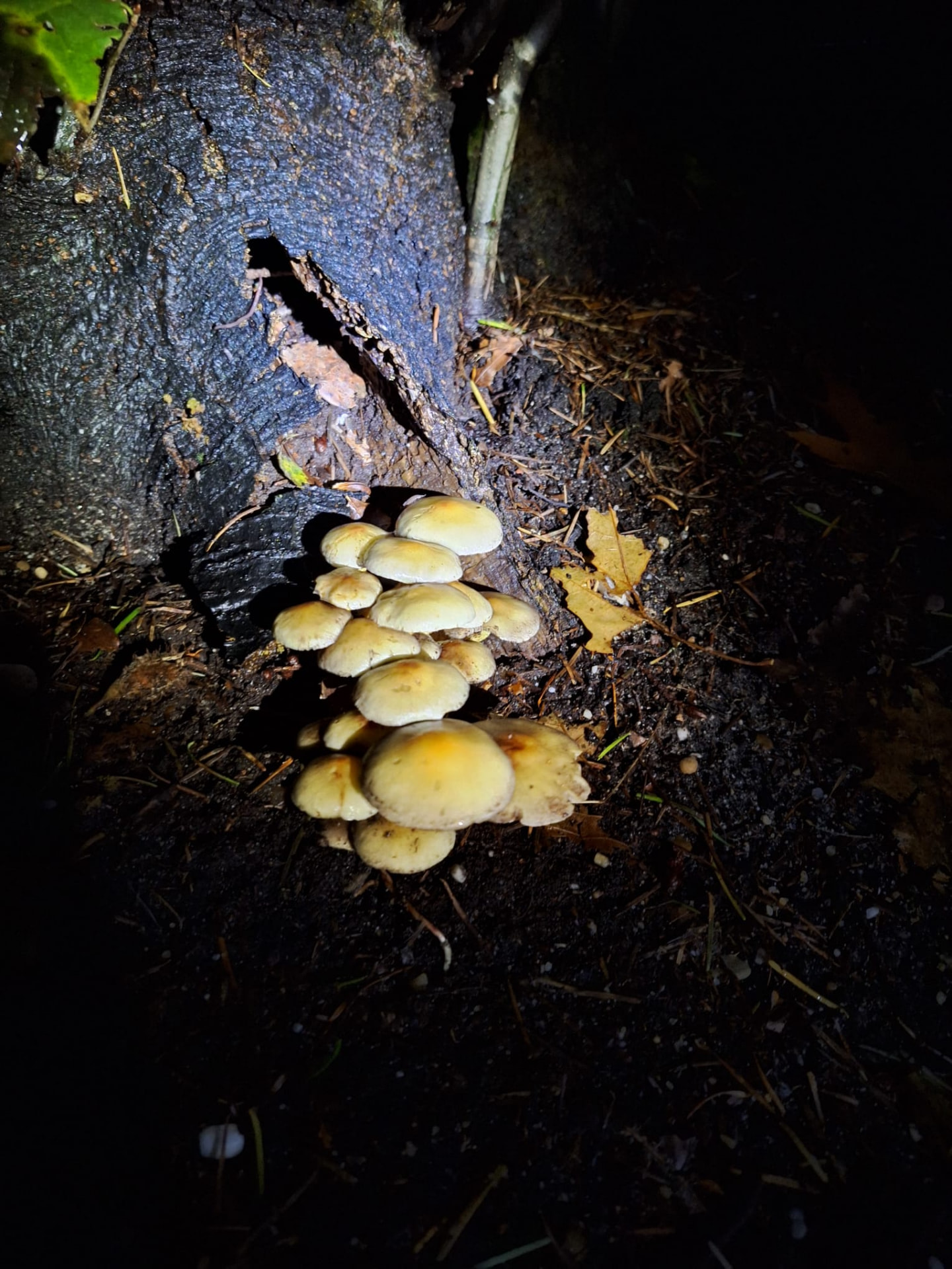 Bosje lichtgele paddenstoelen aan de voet van een boomstam, verlicht door een zaklamp
