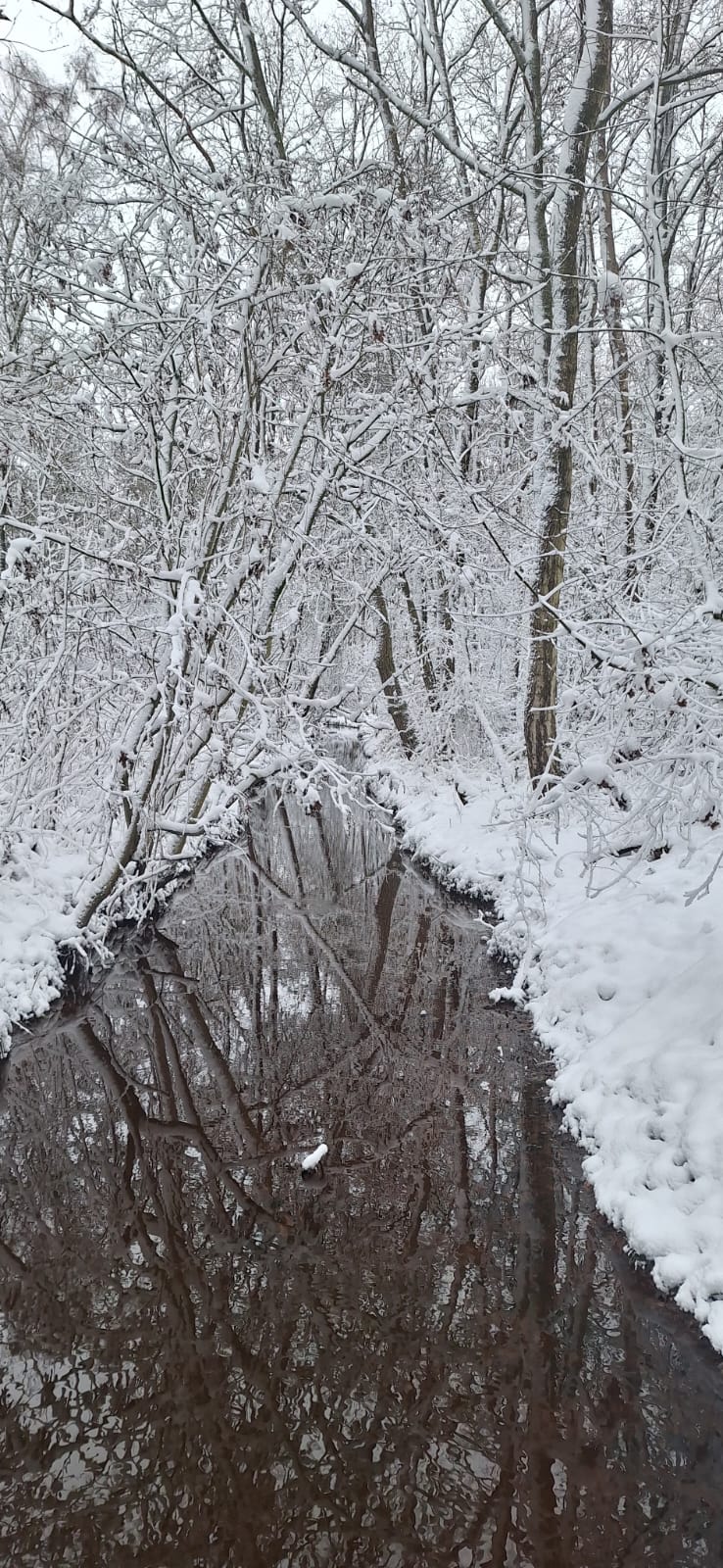 Besneeuwd bospad met spiegelglad water