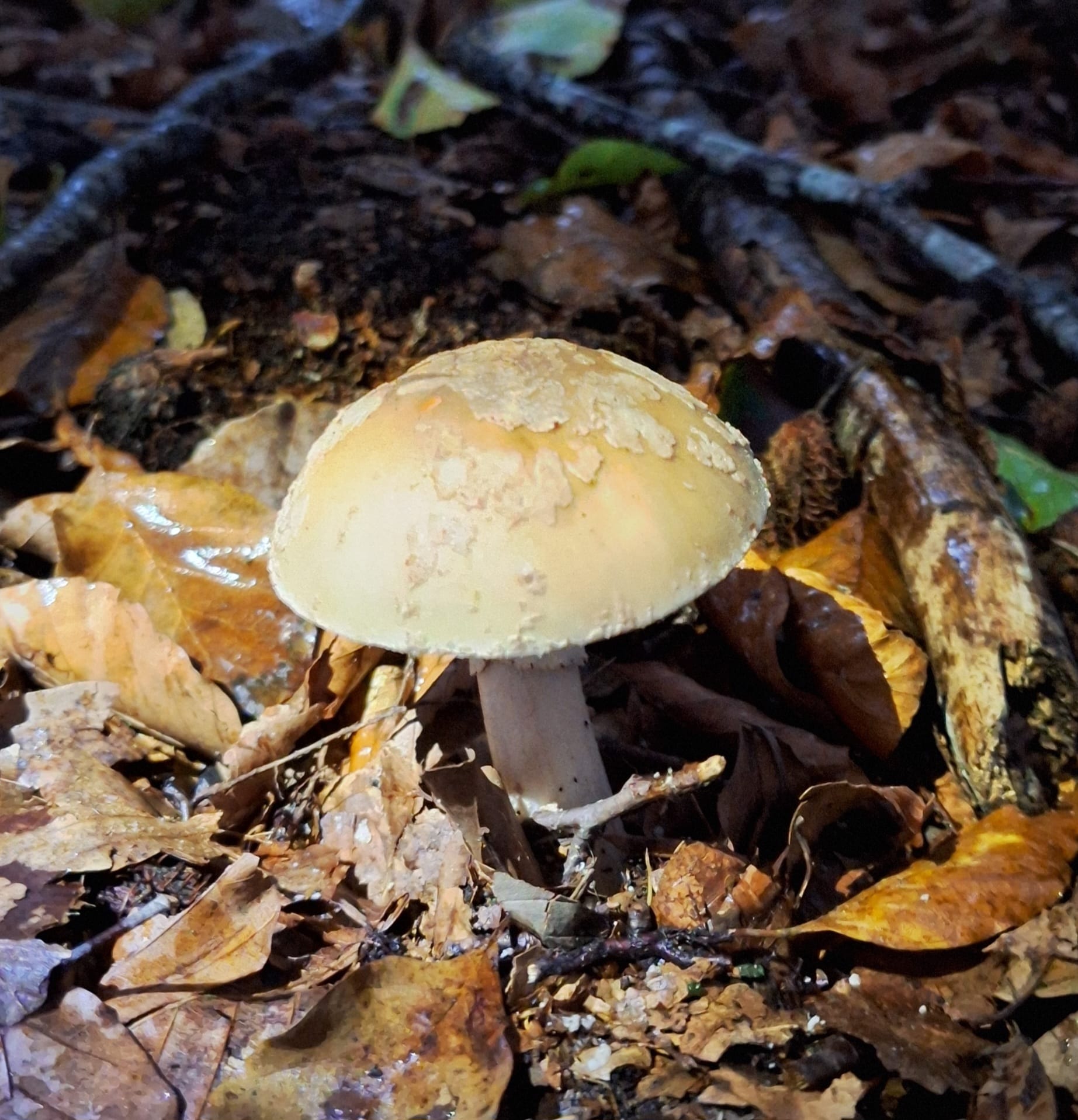Lichtgele paddenstoel met witte vlokjes op de hoed tussen natte herfstbladeren
