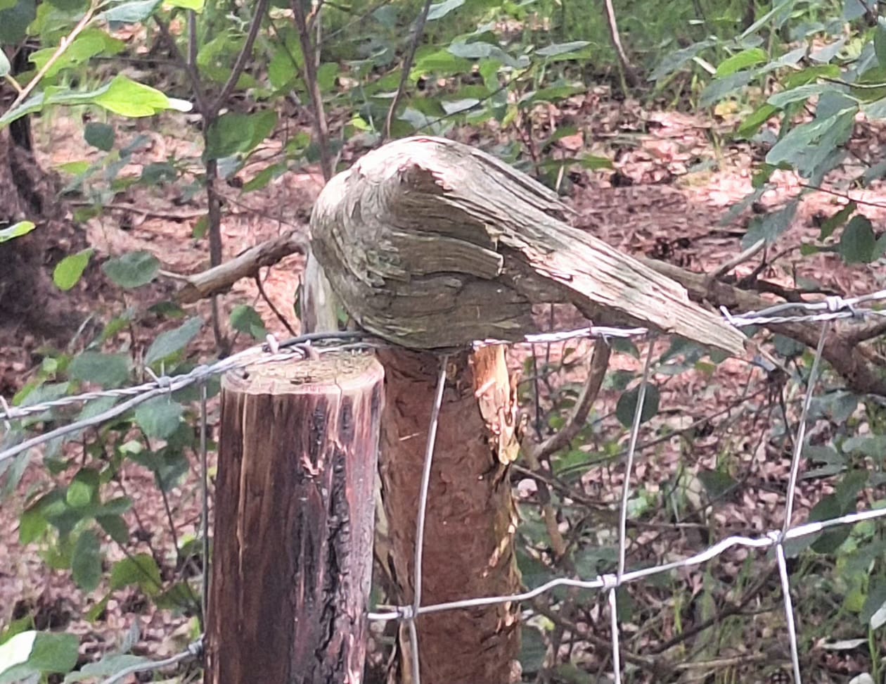 Een stuk hout in de vorm van een duif op een paal van een hekje op de Veluwe